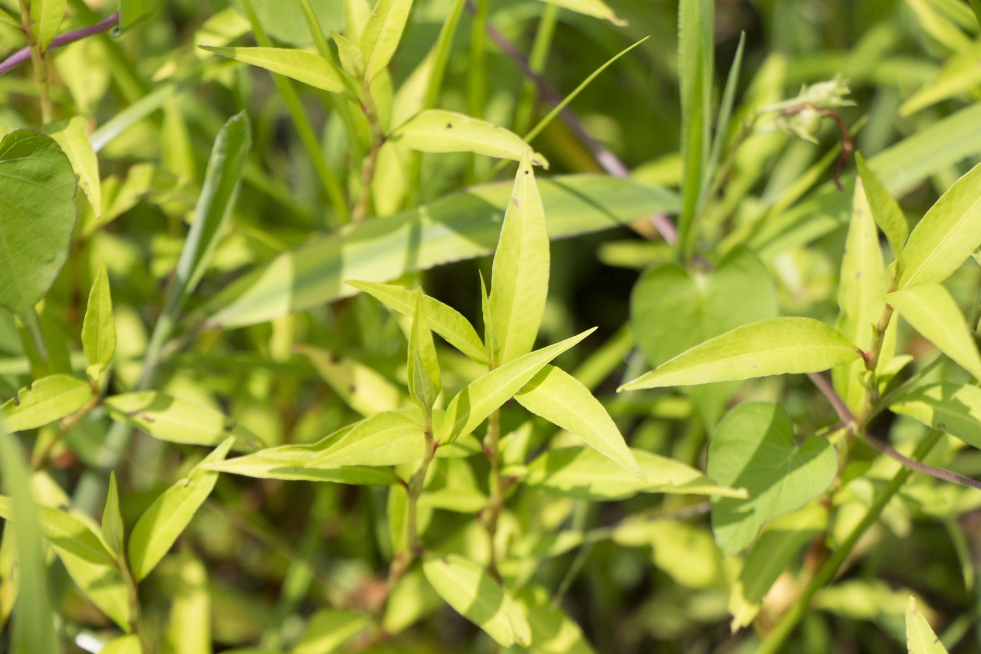 ヤナギタデとは?イヌタデ・ボントクタデとの違いや特徴を詳しく解説!