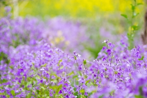 ハナダイコン（花大根）とは？育て方のコツや美味しい食べ方をご紹介！