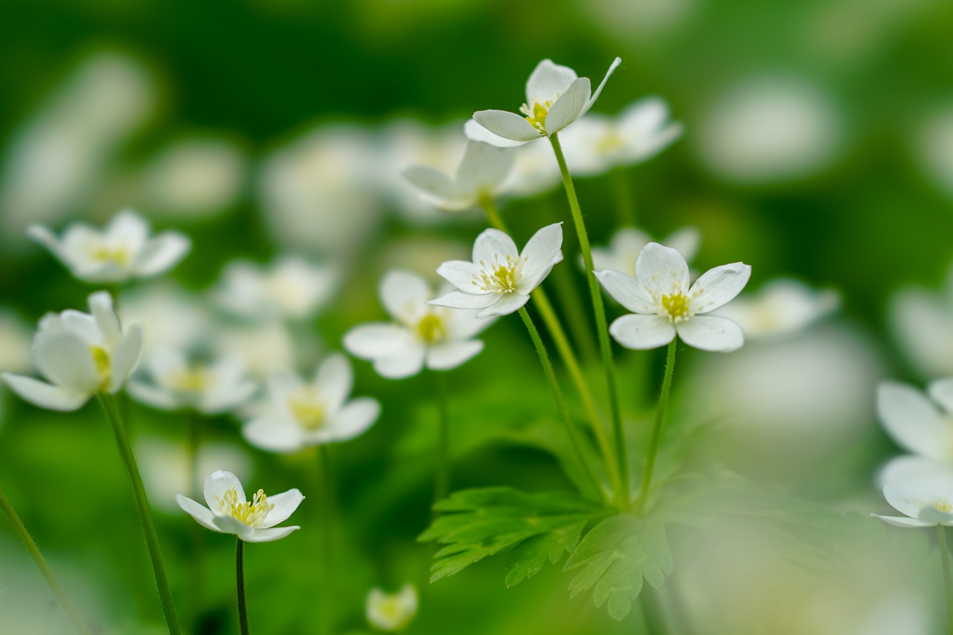 ニリンソウ(二輪草)とは?特徴やイチリンソウなど似た植物との違いは?のイメージ