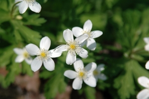 ニリンソウ（二輪草）の育て方！植え替えの手順や管理のコツを紹介！