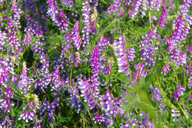 ナヨクサフジとは?花期などの特徴から似た植物との違いまで!