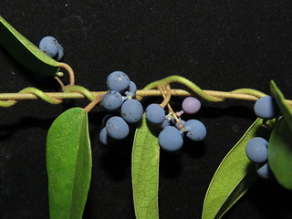 アオツヅラフジとは?特徴や似た植物との違いを紹介!実は食べられる?