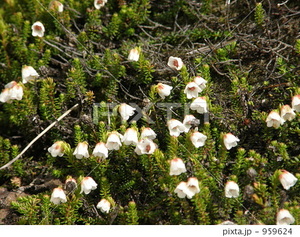 ジムカデとはどんな植物？花・葉の特徴や基本的な管理の仕方を紹介！