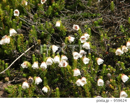 ジムカデとはどんな植物?花・葉の特徴や基本的な管理の仕方を紹介!