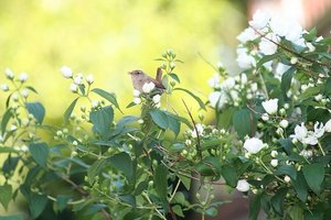 マルバウツギ（丸葉空木）とは？葉・花の特徴や基本の育て方を紹介！