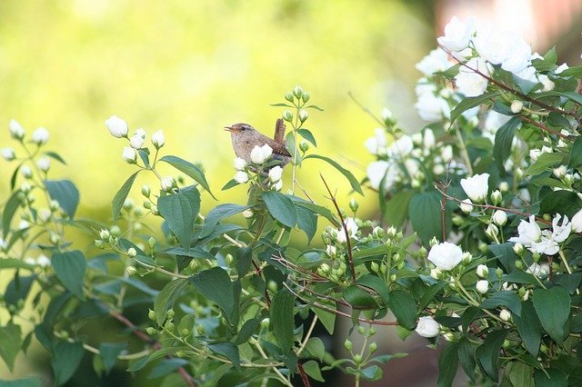 マルバウツギ(丸葉空木)とは?葉・花の特徴や基本の育て方を紹介!