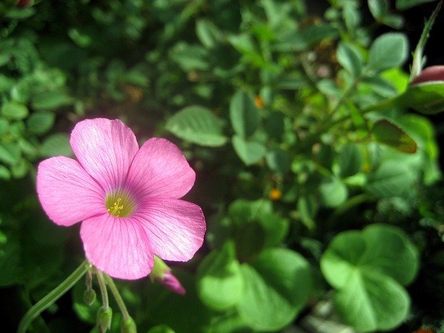 アメリカフウロとは?草花の特徴や薬効を紹介!効果的な駆除方法は?