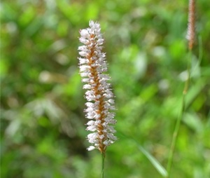 イブキトラノオってどんな植物？葉や花の特徴・開花時期などをご紹介！