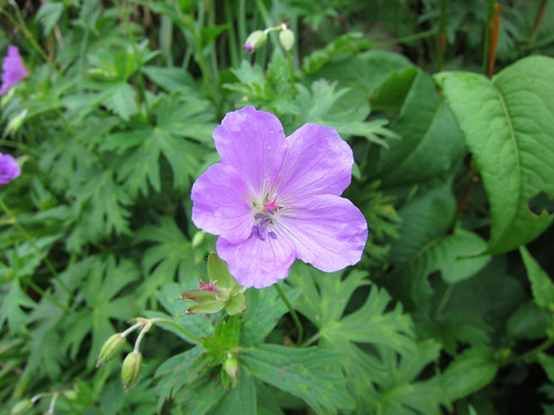 ハクサンフウロとは?葉・花の特徴や育て方を紹介!開花時期はいつ?