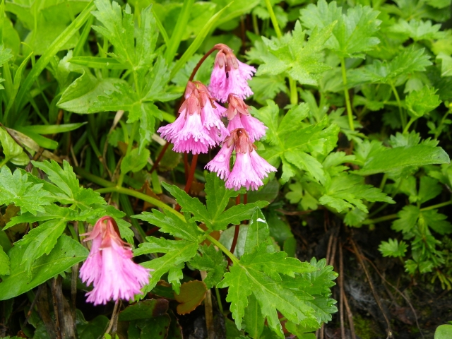 イワカガミの育て方!増やし方や植え替えなど育て方のコツをご紹介!