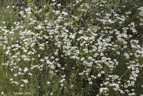 ミミナグサとはどんな植物?名前の由来や特徴・花言葉などをご紹介!