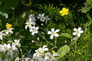 オオミミナグサとはどんな植物？似た花との違いや特徴などをご紹介！