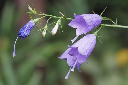 ツリガネニンジン(釣鐘人参)とは?特徴・薬効を紹介!名前の由来は?