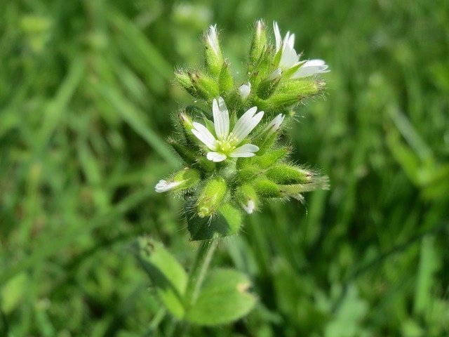 オランダミミナグサってどんな植物?特徴・種類や駆除方法をご紹介!