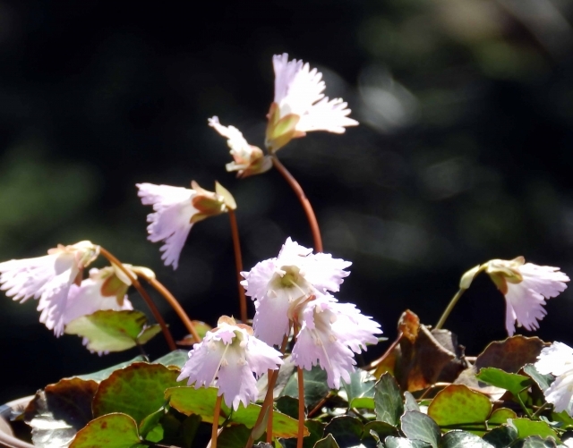 イワウチワ（岩団扇）とは？特徴や基本的な育て方を紹介！名前の由来は？のイメージ
