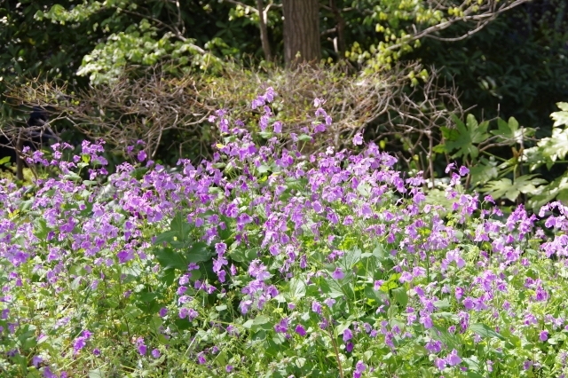 ハナダイコンはどんな植物?花や香りなどの特徴や見分け方を紹介!