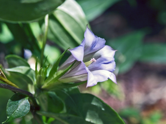 ツルリンドウとは？実は食べられる？特徴や基本的な育て方をご紹介！