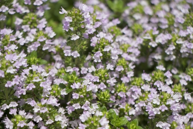 イブキジャコウソウの育て方!植え方や挿し木などの増やし方を解説!のイメージ