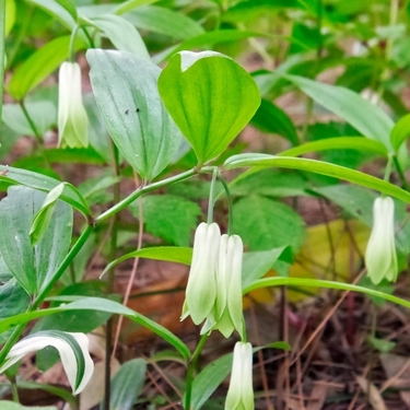 ホウチャクソウの育て方！種まき・植え付け・植え替えの手順や時期は？