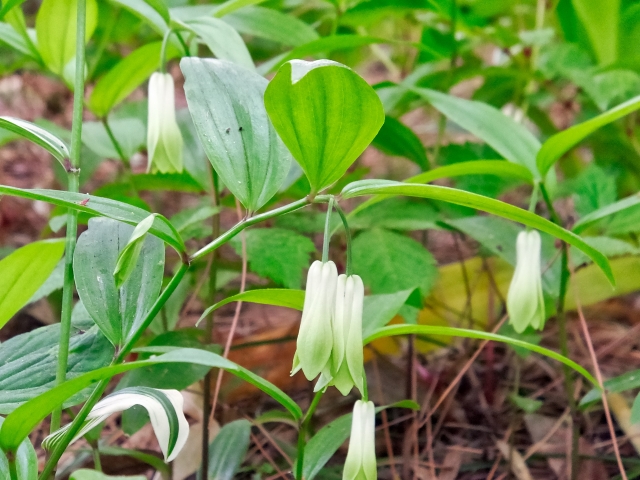 ホウチャクソウの育て方!種まき・植え付け・植え替えの手順や時期は?