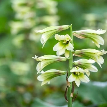 オオウバユリとは？開花時期などの特徴や、食べ方・育て方をご紹介！