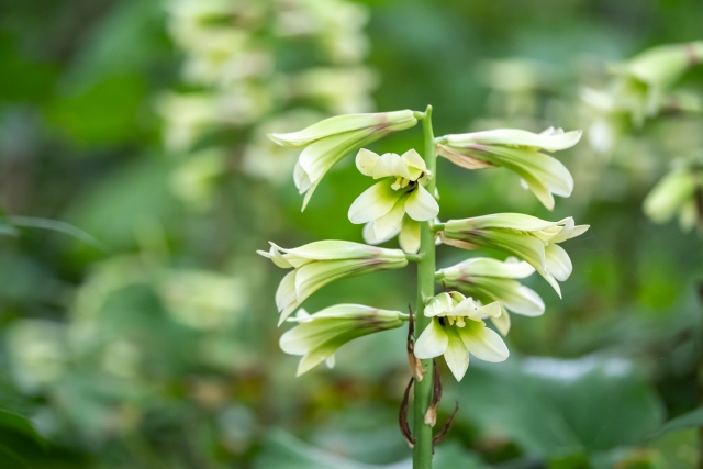 オオウバユリとは?開花時期などの特徴や、食べ方・育て方をご紹介!