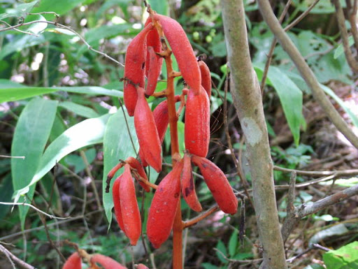 ツチアケビとは?効能・薬効やおすすめの食べ方、利用方法をご紹介!