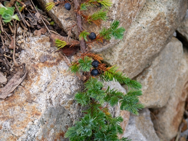 サワフタギとは?実は食べられる?特徴や花言葉、育て方までご紹介!
