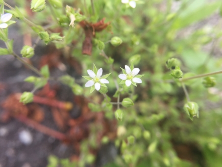 ノミノツヅリとは?開花時期や特徴を紹介!ノミノフスマとの違いは?