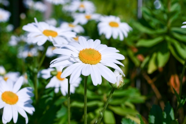 ハマギク（浜菊）の育て方！花を咲かせるための管理のコツをご紹介！のイメージ