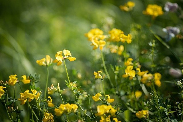 ミヤコグサ(都草)とは?葉の形・花の特徴や似た花との違いを解説!