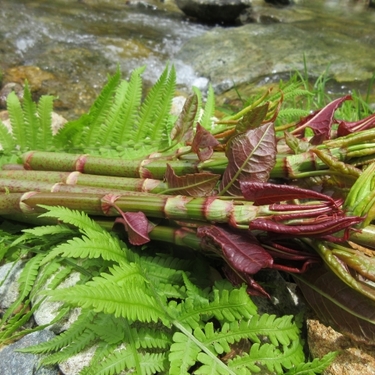 スカンポとはどんな植物？名前の由来や葉の特徴を紹介！食べられる？