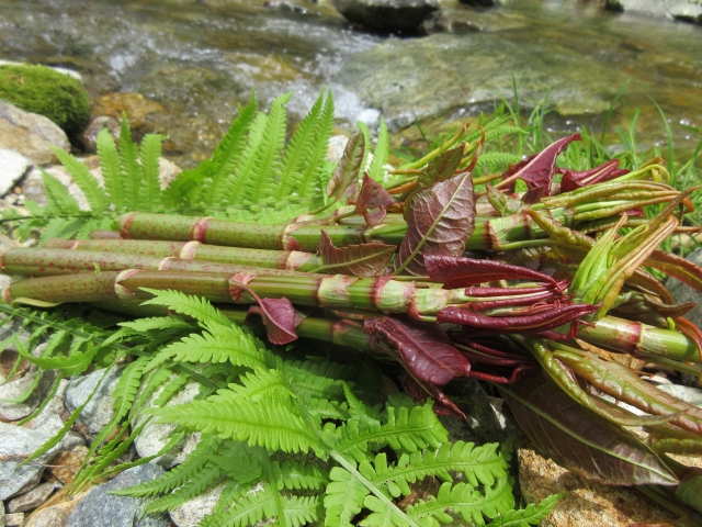 スカンポとはどんな植物？名前の由来や葉の特徴を紹介！食べられる？