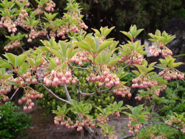 サラサドウダンとは?紅葉や花の特徴、剪定の仕方などを詳しくご紹介!
