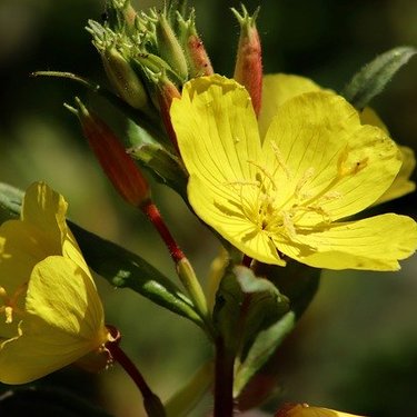 メマツヨイグサ（雌待宵草）とは？似た花との違いや見分け方をご紹介！