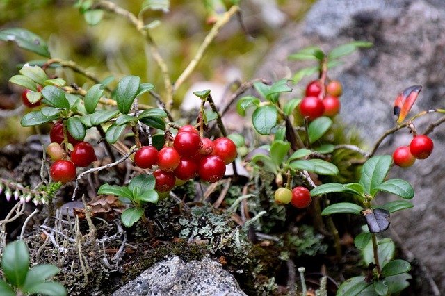 ツルコケモモの育て方!種から育て、収穫するための管理のコツを紹介!