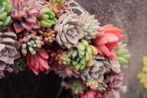 ツメレンゲの育て方！植え替え・増やす時期はいつ？管理のコツを紹介！