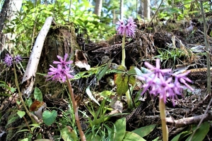 ショウジョウバカマとは？特徴・生え方などを解説！似た植物との違いは？