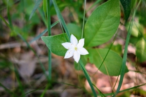 ツマトリソウってどんな植物？特徴・似た花との違いや育て方をご紹介！