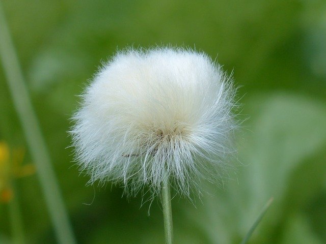 ワタスゲとは?開花時期や見頃の季節、おすすめスポットなどをご紹介!