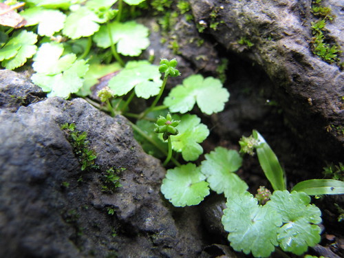 チドメグサってどんな植物?駆除方法やおすすめの除草剤をご紹介!