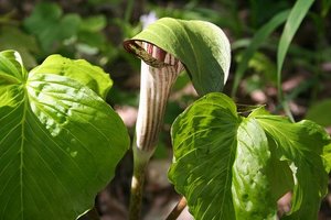 テンナンショウとは？品種・特徴や似た植物との見分け方を詳しく解説！