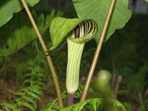 テンナンショウの育て方！植え付け・植え替えの時期やポイントを紹介！