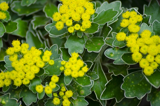 イソギク（磯菊）の育て方！切り戻しや摘心の時期・ポイントなどを解説