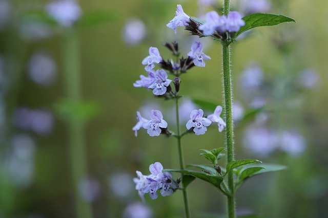 ソバナ(岨菜)とは?植物の特徴や育て方、おすすめの食べ方までご紹介!