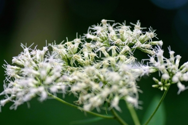 ヒヨドリバナとはどんな植物?似た植物との見分け方やその特徴を解説!