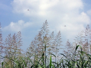 ダンチク（暖竹）とはどんな植物？食べられる？特徴や利用法をご紹介！