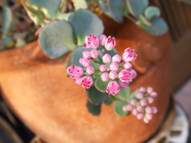 ミセバヤの育て方!挿し芽で増やすポイントは?育て方のコツをご紹介!のイメージ