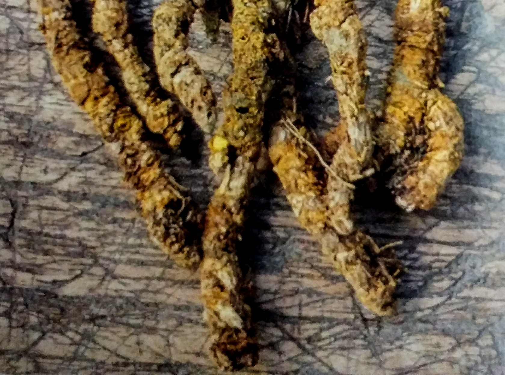 オウレン(黄連)にはどんな成分がある?植物の特徴や効果・効能を紹介!