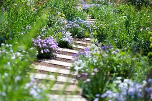 クモマグサ（雲間草）の育て方！夏越しする際に気を付けるポイントは？